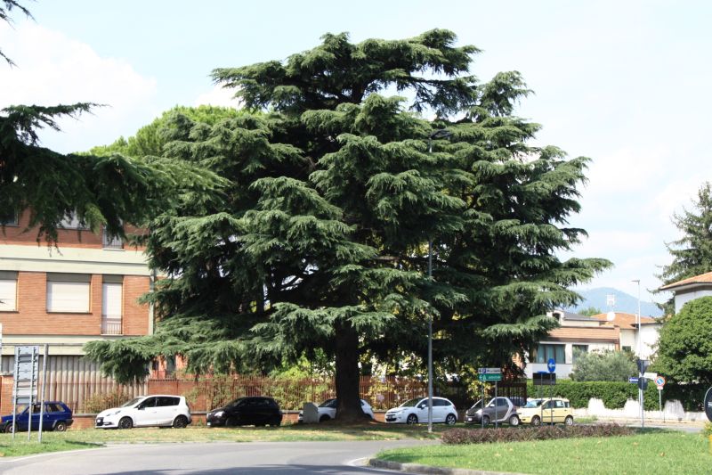 cedrus deodara 1809 2.jpg