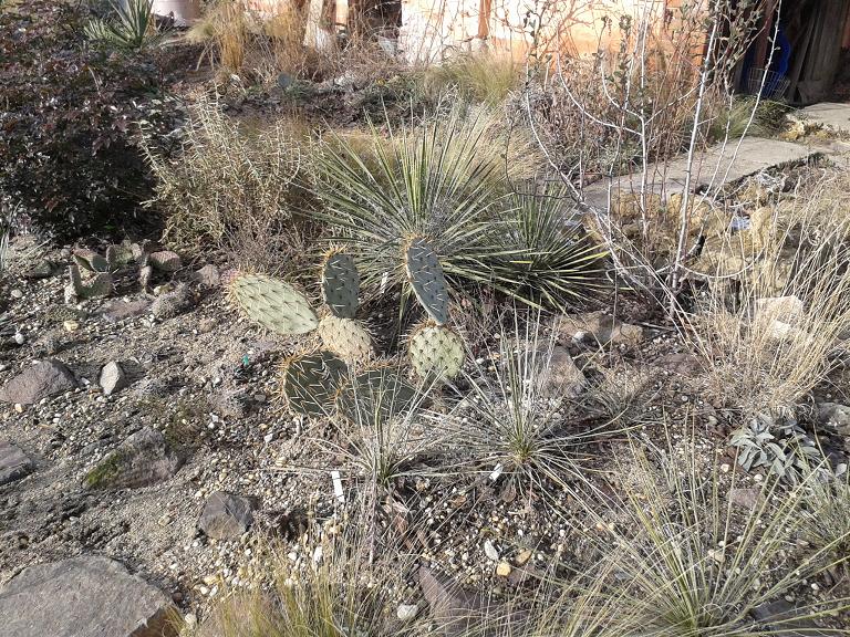 20190103_130719-constricta--angustissima.jpg