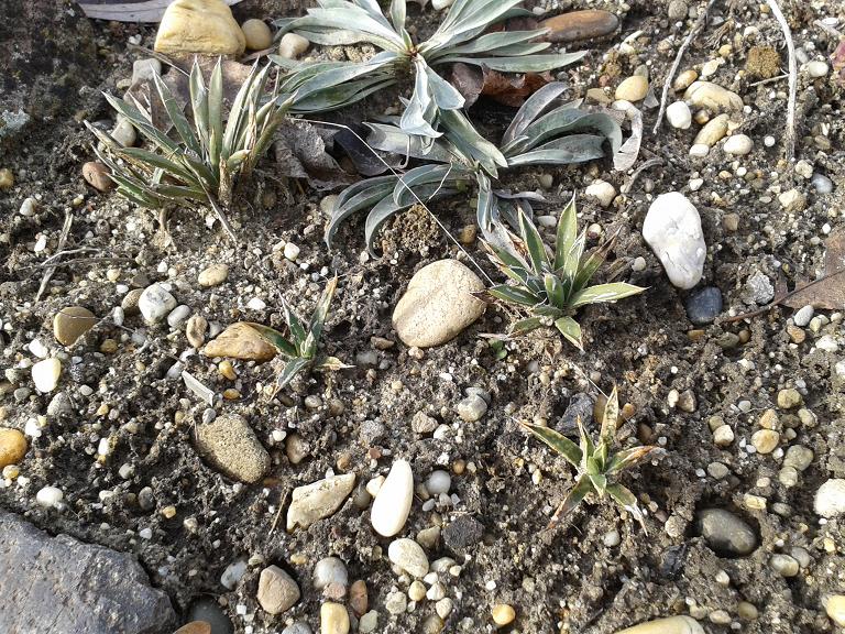 20190103_130751-agave-toumeyana.jpg