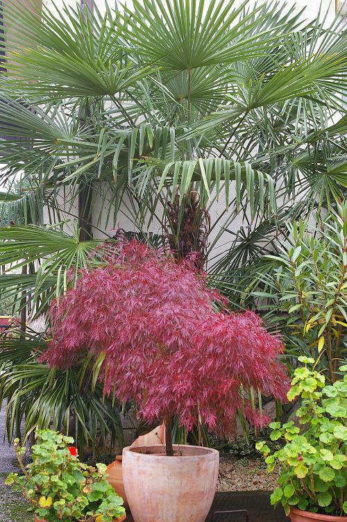 Acer palmatum Dissectum garnet..jpg