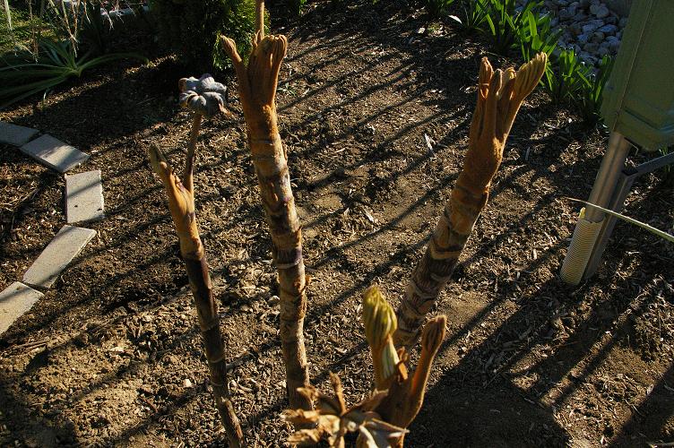 Tetrapanax 2019.03.17..jpg