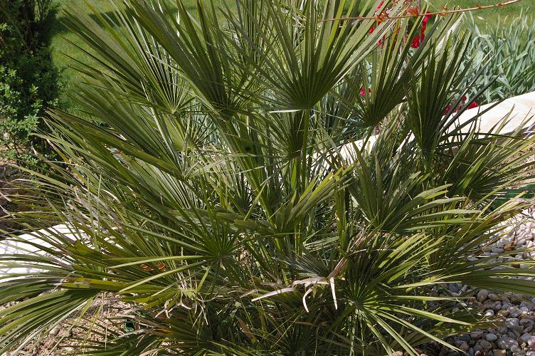 Chamaerops  Humilis.jpg