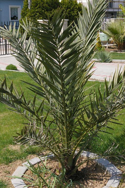 Phoenix Dactylifera.jpg