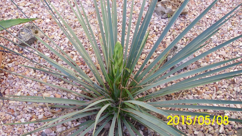 yucca glauca.jpg