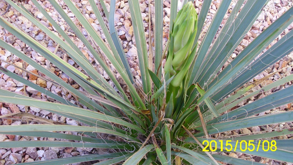 yucca glauca virág.jpg