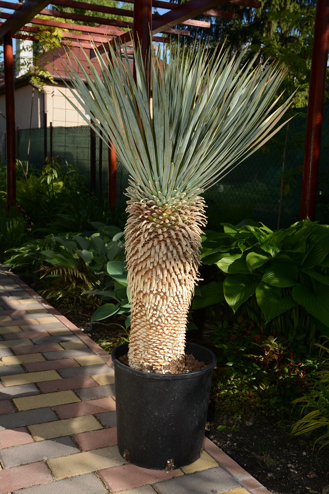 yucca rostrata silver.jpg