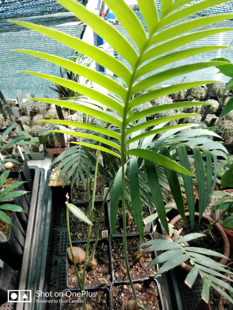 D. spinulosum_2019-07-16_11-58-01.jpg