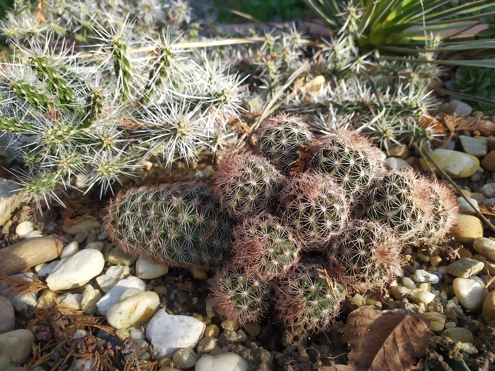 kaktusz5.jpg