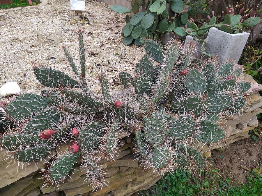 opuntia2.jpg