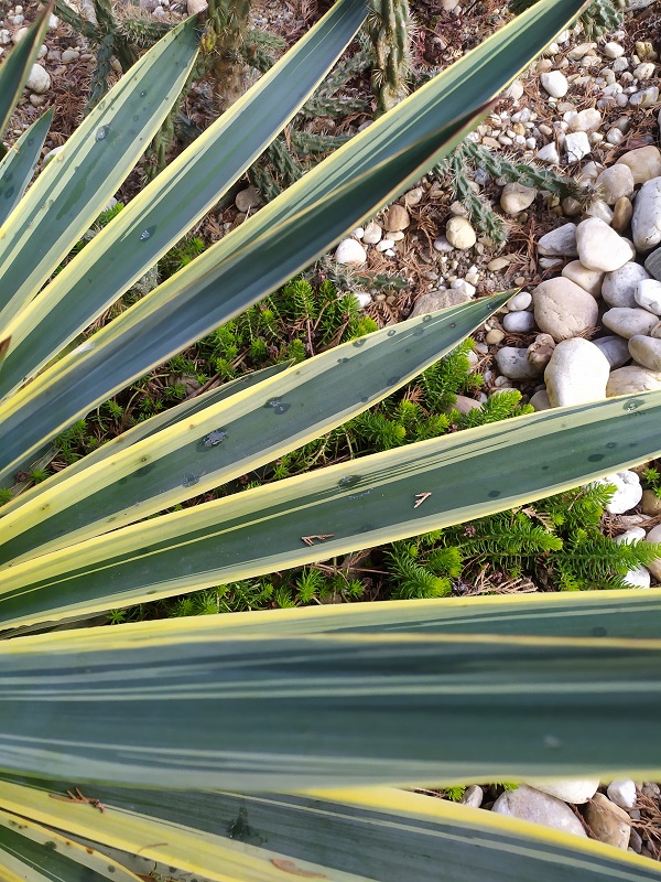 Yucca2.jpg