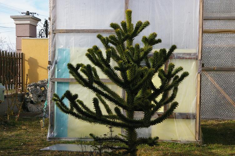 Araucaria araucana.jpg