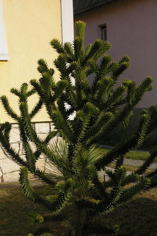 Araucaria 2020..jpg