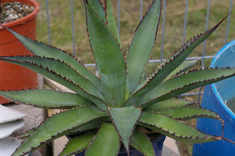 Agave Boldin-ghina.jpg