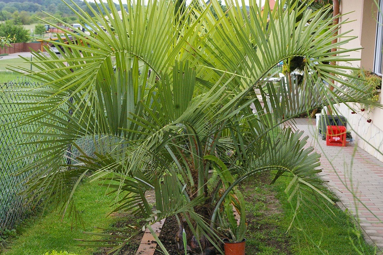 Butia capitata 2021.jpg