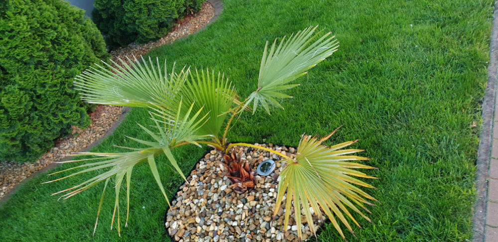 Washingtonia.jpg