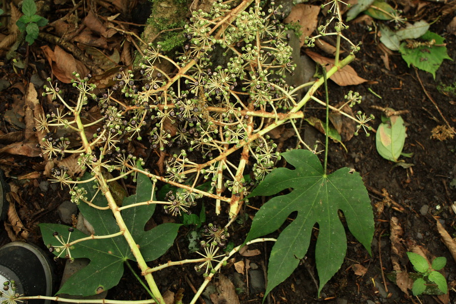 fatsia Tw11.jpg