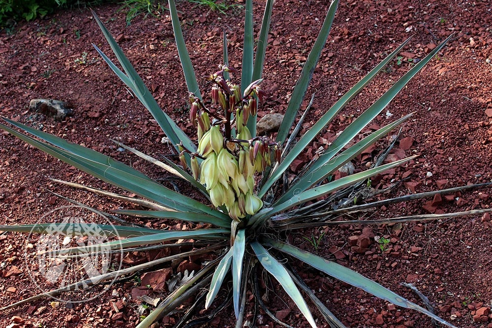 yucca_baccata_viragzas_budakeszi_herbarium.jpg