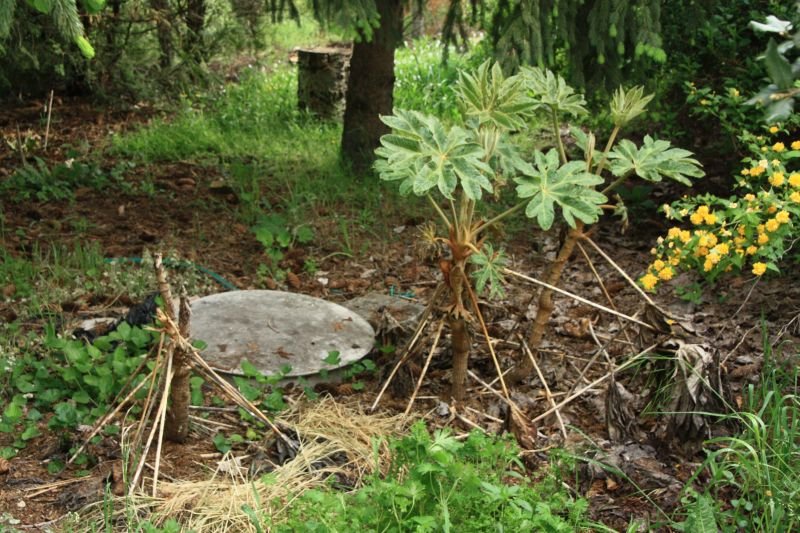 tetrapanax 230503.jpg