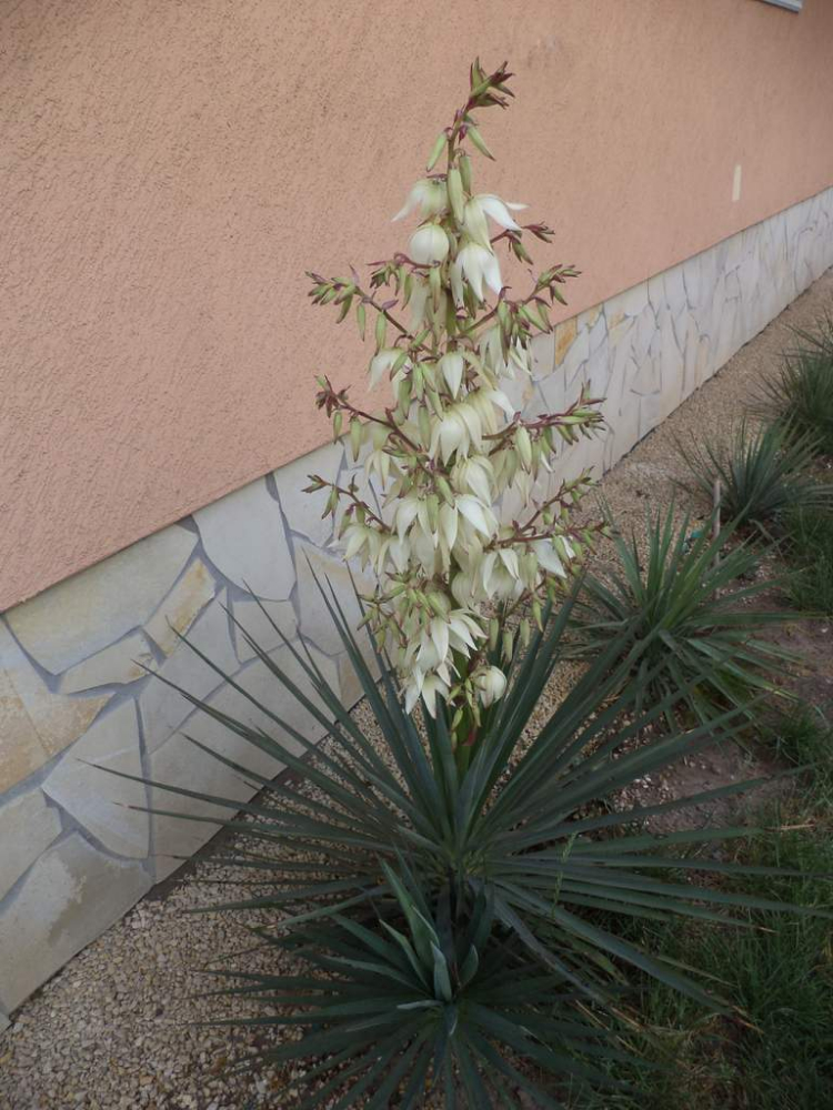 aloifoliax stricta.JPG