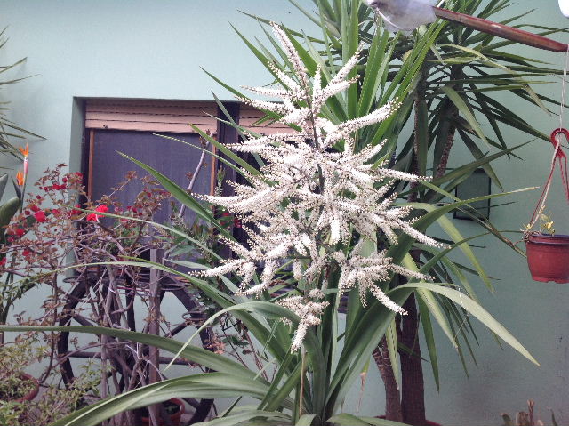 cordyline australis.JPG