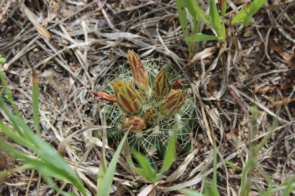 Escobaria missouriensis4.jpg