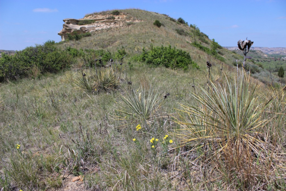 Yucca glauca.jpg