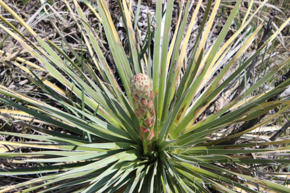 Yucca glauca3.jpg