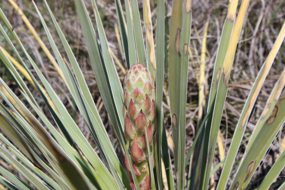 Yucca glauca2.jpg