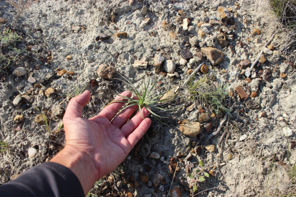 Yucca glauca magonc.jpg