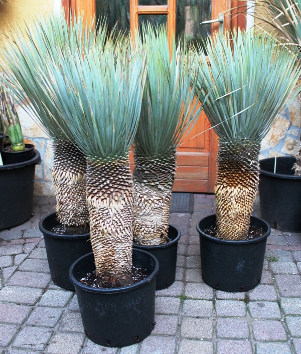 Yucca_rostrata___53c3f300a1d61.jpg