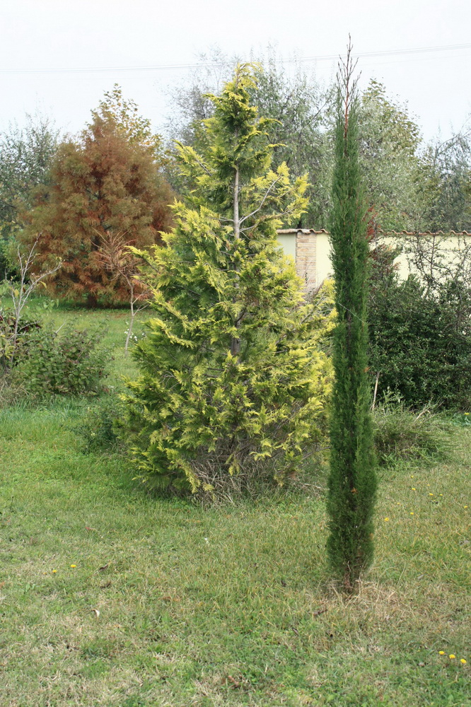 Cupressus sempervirens 141101 2.jpg