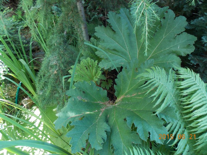 kepatmeretezes_hu_gunnera3.jpg