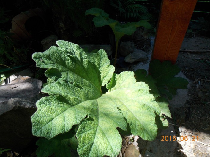 kepatmeretezes_hu_gunnera2.jpg