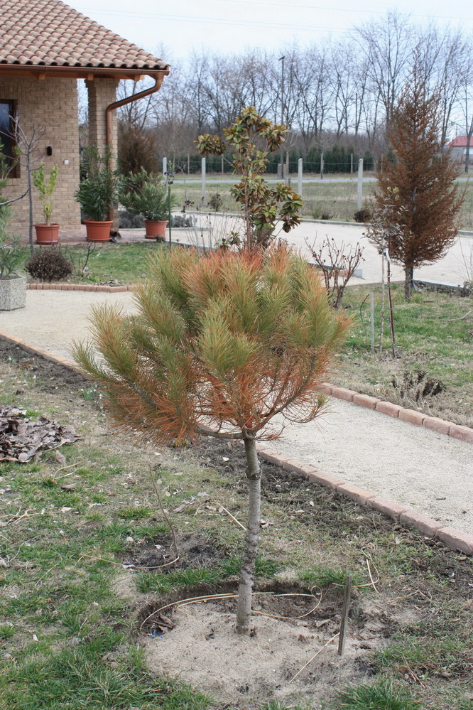 pinus pinea 10 03.jpg