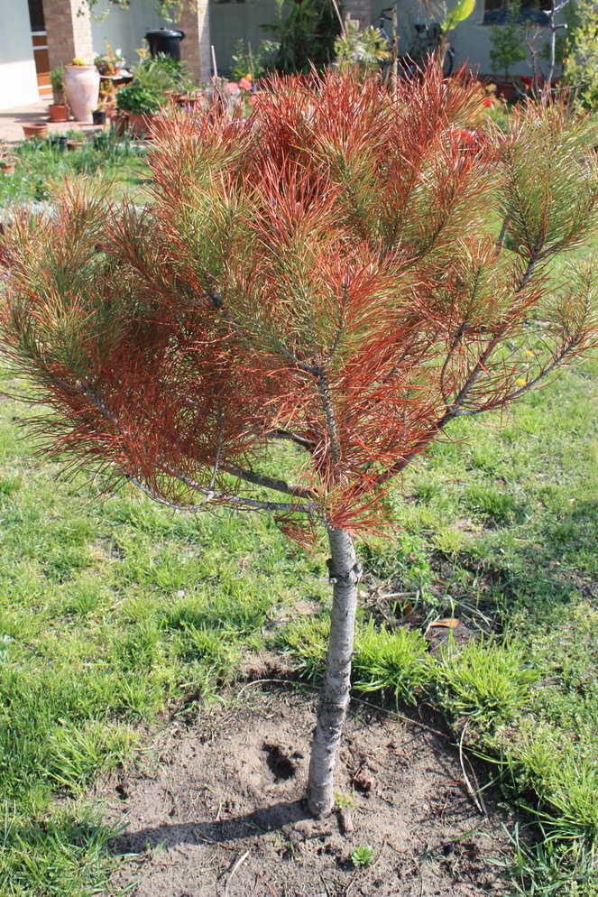 pinus pinea 10 04 19.jpg