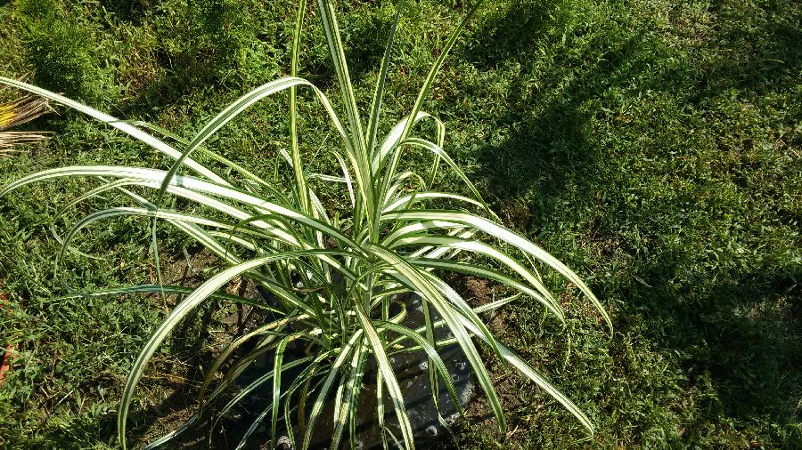 Phalaris arundinacea.jpg