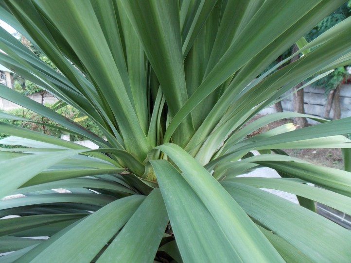 kepatmeretezes_hu_cordyline.jpg