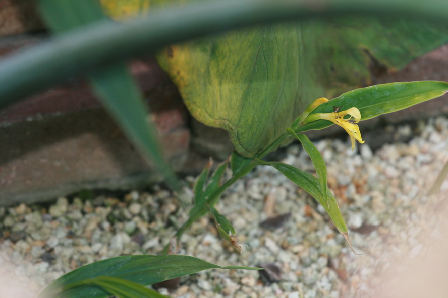 Cautleya gracilis.jpg