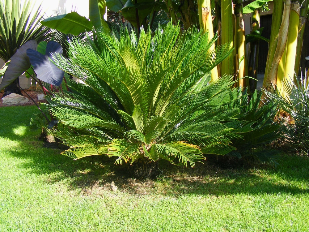 Cycas.JPG