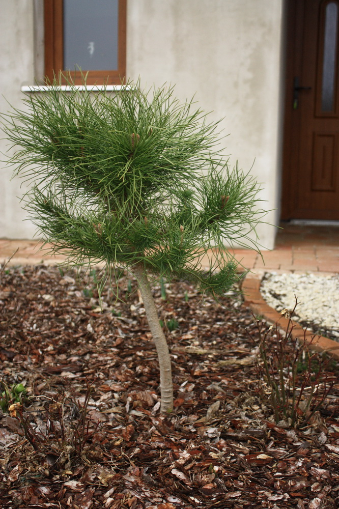 pinus pinea 150225.jpg