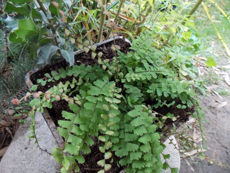 kepatmeretezes_hu_adiantum.jpg