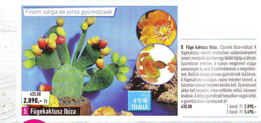 opuntia-ficus-indica copy.jpg