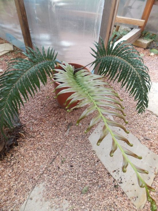 kepatmeretezes_hu_blechnum.JPG