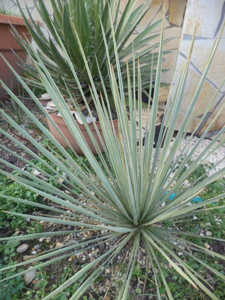 stricta x glauca 2 év.JPG