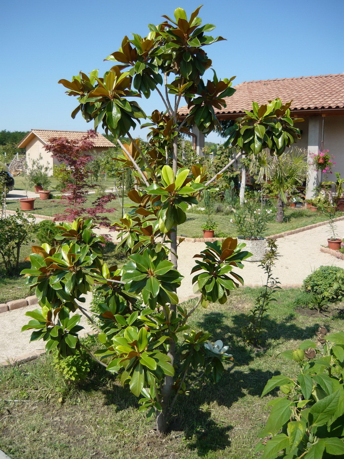 Magnolia grandiflora 0907 2.jpg