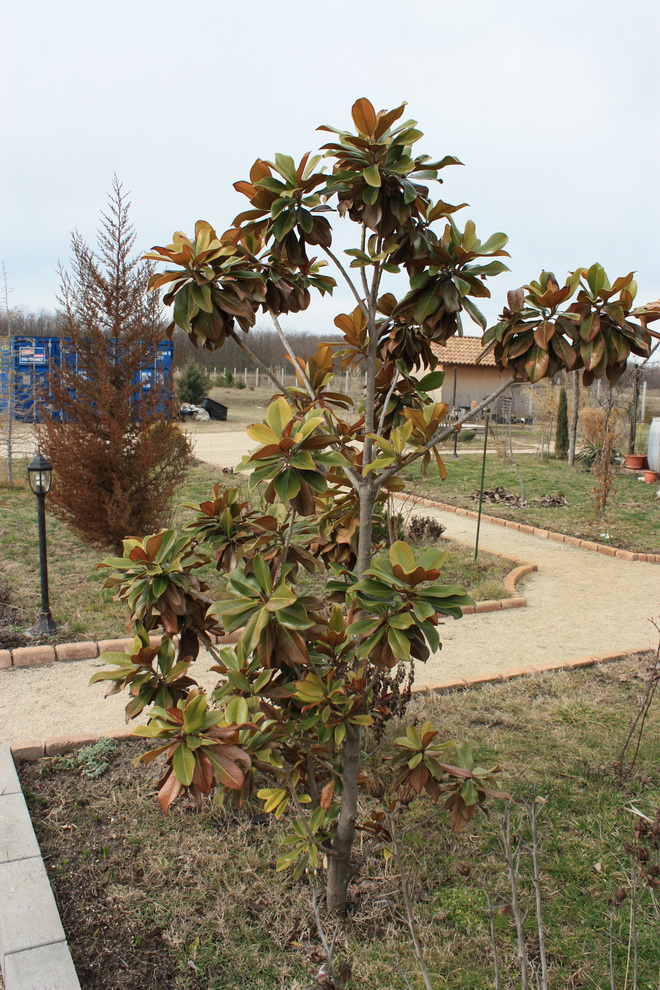 Magnolia grandiflora 100302.jpg