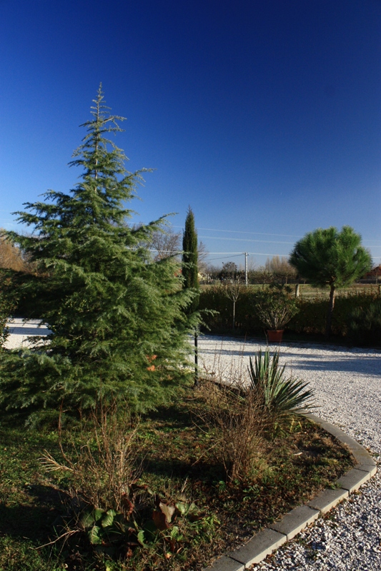 cedrus deodara 151118.jpg