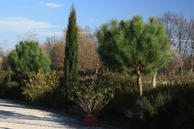 pinus pinea 151118.jpg