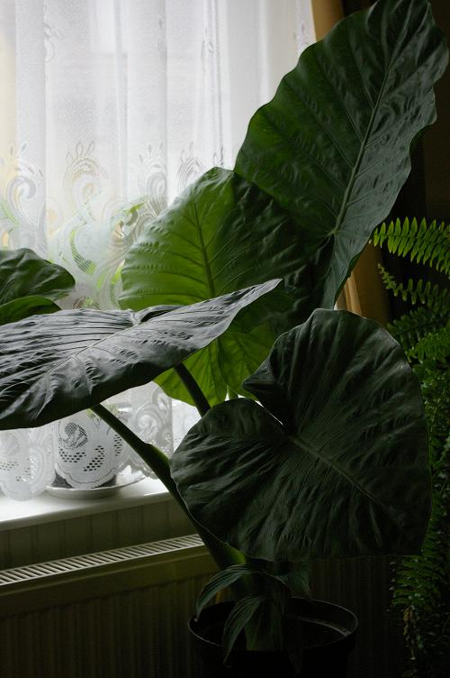 Alocasia, 2015.12.07..jpg