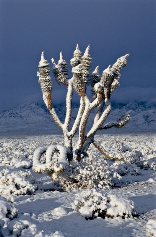 joshua-tree-snow.jpg